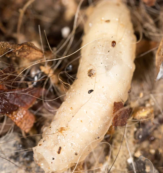 Larvas Blancas Naturaleza Macro Parque Naturaleza — Foto de Stock