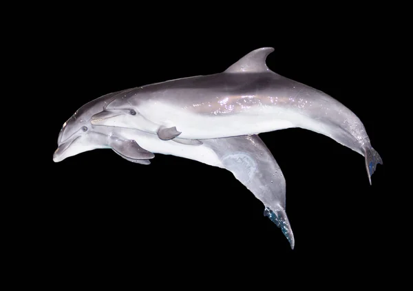 Dos Delfines Sobre Fondo Negro Parque Naturaleza —  Fotos de Stock