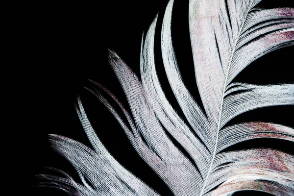 Pluma Sobre Fondo Negro Foto Una Textura Abstracta — Foto de Stock