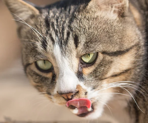 Gatto Sulla Natura Nel Parco Nella Natura — Foto Stock