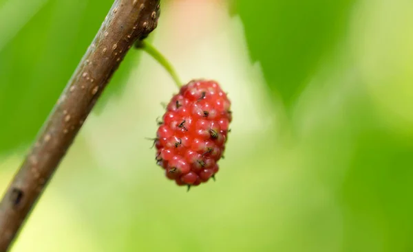 Mulberry Berry Tree Nature — Stock Photo, Image