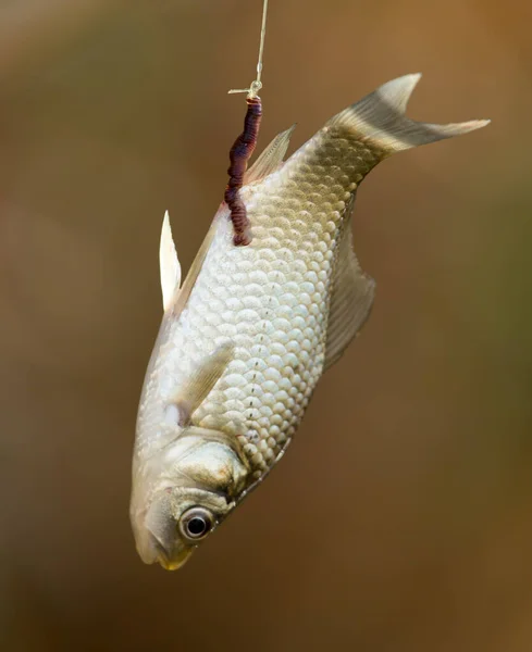 Pez Carpa Caña Gancho Parque Naturaleza — Foto de Stock