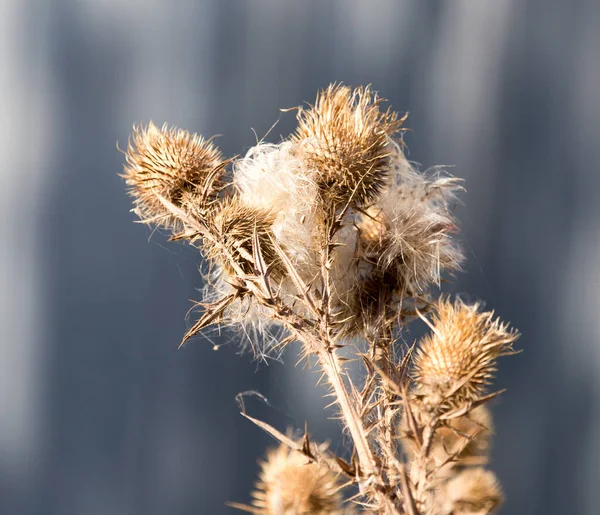 Suchá Pichlavá Rostlina Přírodě Parku Přírodě — Stock fotografie