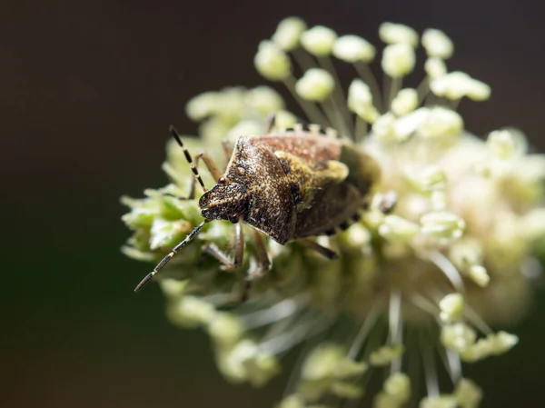 Käfer Stinktier Der Natur Makro Park Der Natur — Stockfoto