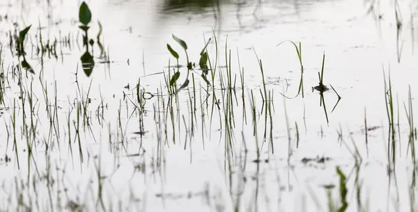 Gras Water Bij Zonsondergang Het Park Natuur — Stockfoto