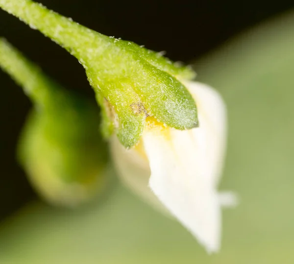 Malá Květinka Přírodě Makro Parku Přírodě — Stock fotografie