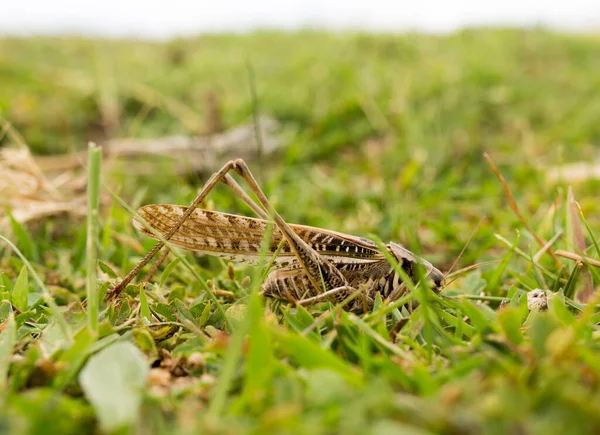 Heuschrecke Der Natur Makro Park Der Natur — Stockfoto