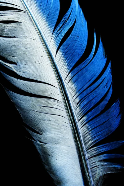 Blaue Feder Auf Schwarzem Hintergrund Foto Einer Abstrakten Textur — Stockfoto