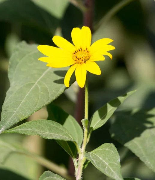 Doğadaki Sarı Çiçek Doğadaki Parkta — Stok fotoğraf