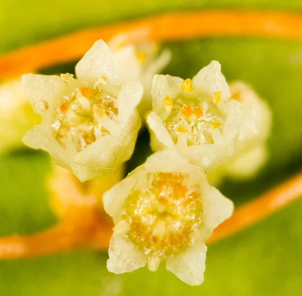 Flores Parasita Planta Amarela Parque Natureza — Fotografia de Stock