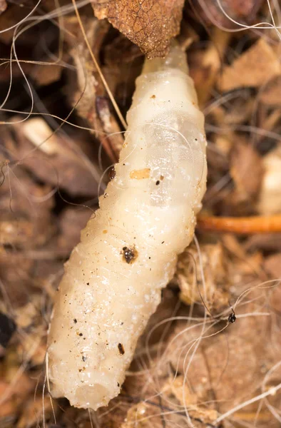 Białe Żarcie Naturze Makro Parku Przyrodzie — Zdjęcie stockowe