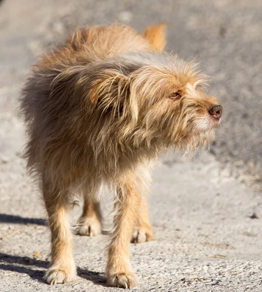 Perro Paseando Naturaleza Parque Naturaleza — Foto de Stock