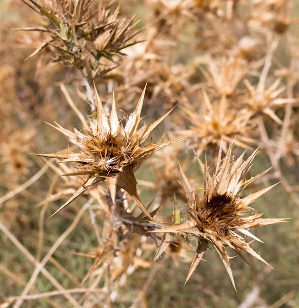 Herbe Piquante Sèche Extérieur Dans Parc Dans Nature — Photo