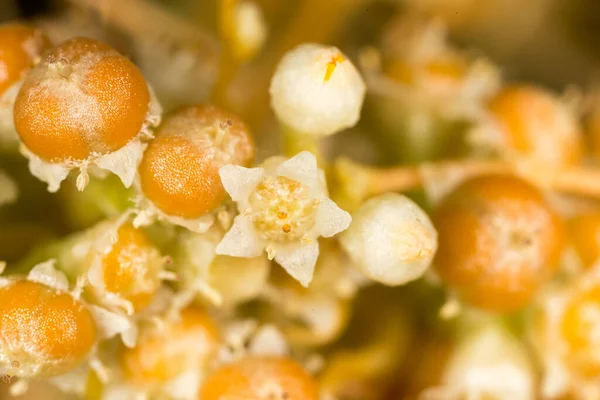 Семена Желтого Растительного Паразита Парке Природе — стоковое фото