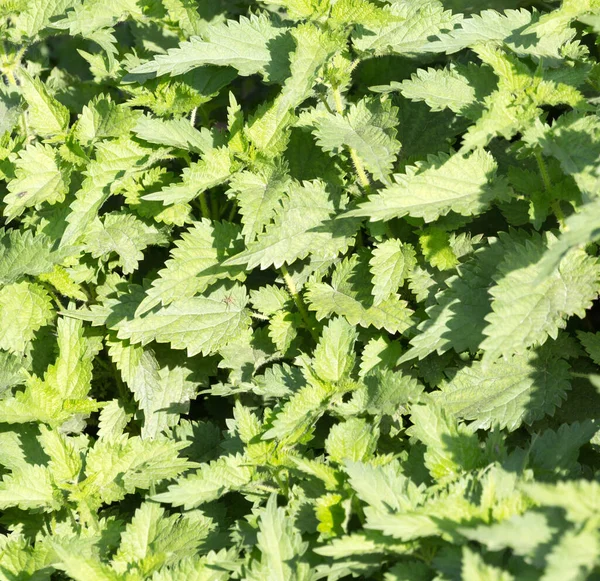 Nettle Leaves Background Park Nature — Stock Photo, Image