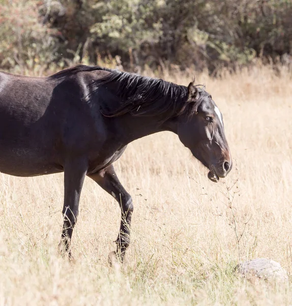 Cavalo Pasto Queda — Fotografia de Stock