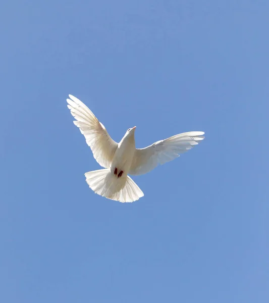 Mavi Gökyüzünde Beyaz Güvercin Doğadaki Parkta — Stok fotoğraf