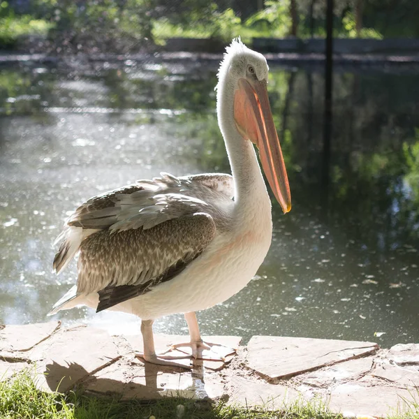 Pelikan Der Natur Park Der Natur — Stockfoto