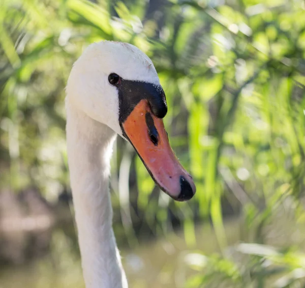 White Swan Zoo Park Nature — Stock Photo, Image