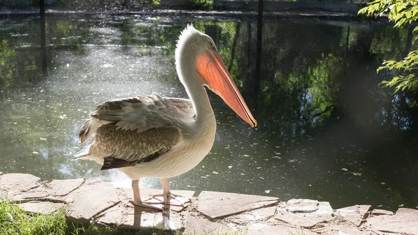 Pelikan Der Natur Park Der Natur — Stockfoto