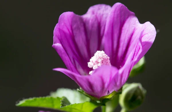 Hermosa Flor Púrpura Naturaleza Parque Naturaleza — Foto de Stock