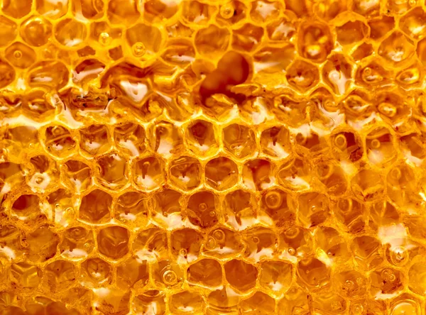 Frischer Honig Der Wabe Makro Foto Einer Abstrakten Textur — Stockfoto