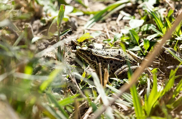 Žába Přírodu Parku Přírodě — Stock fotografie