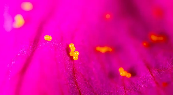 Пыльца Цветах Macro Парке Природе — стоковое фото