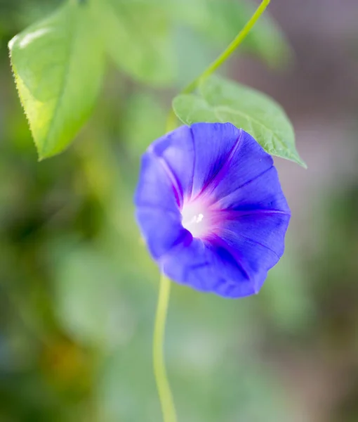 Flor Azul Naturaleza Parque Naturaleza — Foto de Stock