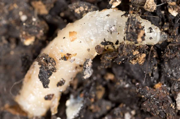 White Grubs Nature Macro Park Nature — Stock Photo, Image