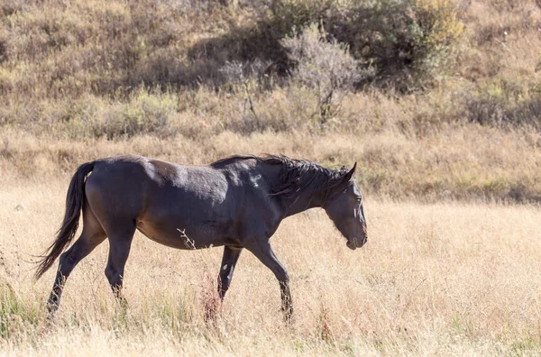 Cheval Dans Pâturage Automne — Photo