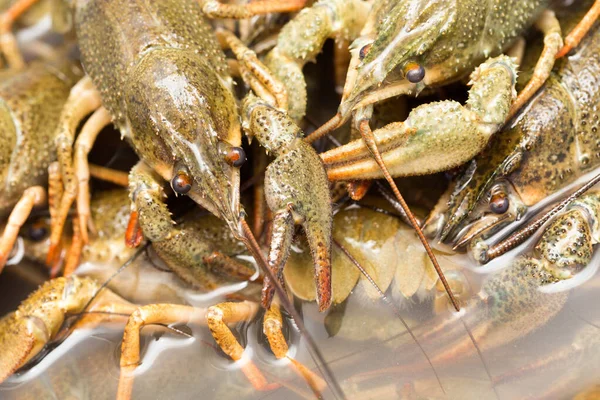 Arka plan olarak suda yaşayan kerevit .