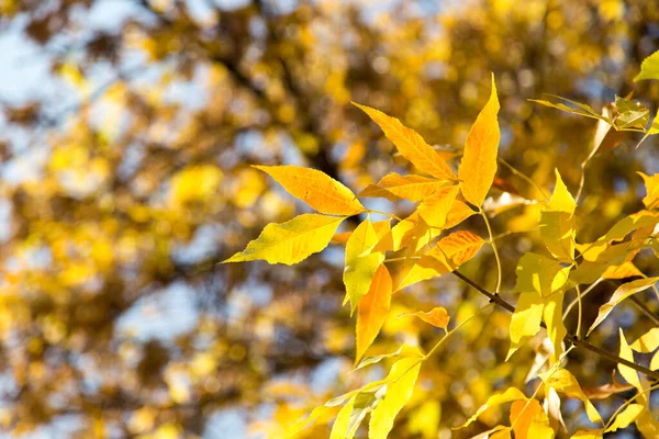 Yellow Leaves Tree Autumn — Stock Photo, Image