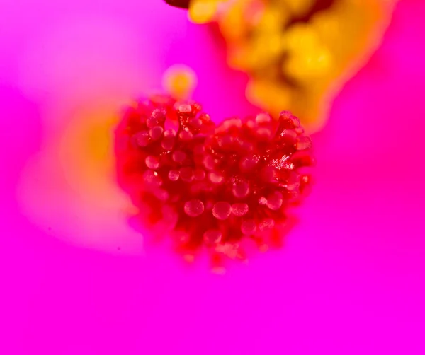 Pollen Flower Macro Park Nature — Stock Photo, Image
