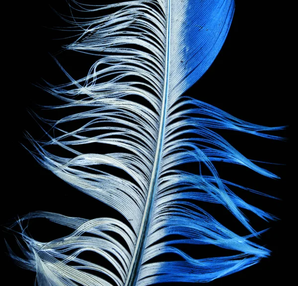 Pluma Azul Sobre Fondo Negro Foto Una Textura Abstracta — Foto de Stock