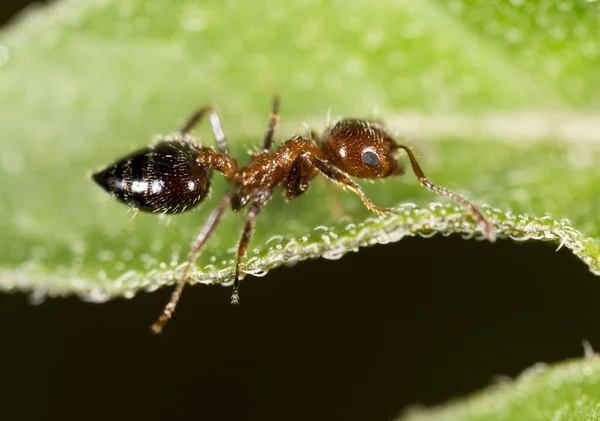 Myra Naturen Makro Parken Naturen Stockbild