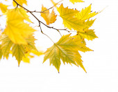 listy na stromě v přírodě na podzim .