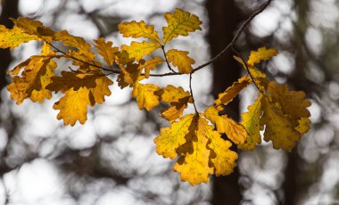 Sonbaharda ağaçtaki yapraklar. .