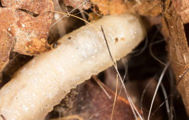 Doğada beyaz kurtçuklar. Makro. Doğadaki parkta.