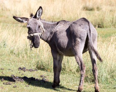 Doğada sonbaharda bir eşeğin portresi .