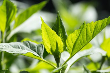 Doğada yeşil yapraklar .