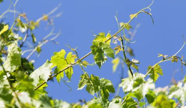 Üzüm dalları mavi gökyüzünün arka planında .