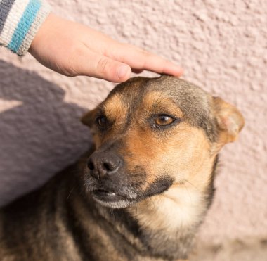 Köpek gelinciği doğaya el sürer. Doğadaki parkta.