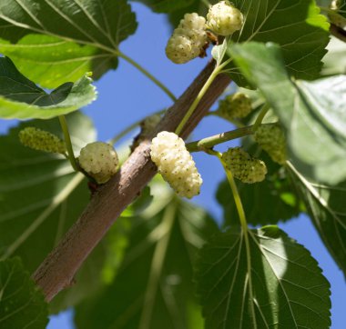 Ağaç dallarında dut. Doğadaki parkta.