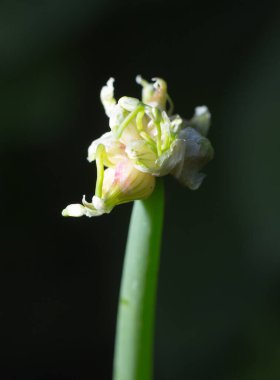 Doğada soğan tohumu. Doğadaki parkta.