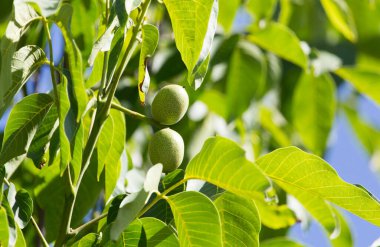 Ağaçta yeşil ceviz var. Doğadaki parkta.