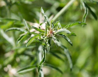 Doğada dikenli bitki. Doğadaki parkta.