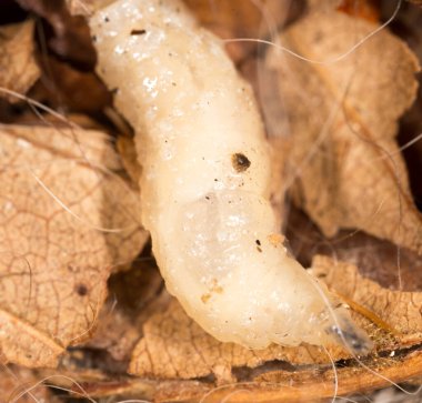 Doğada beyaz kurtçuklar. Makro. Doğadaki parkta.