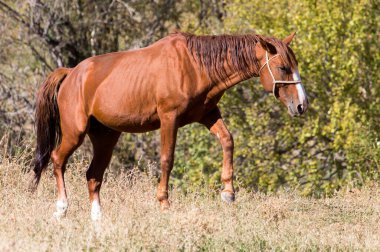 Sonbaharda doğadaki kırmızı at. Doğadaki parkta.