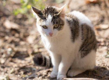 Doğadaki kedi. Doğadaki parkta.